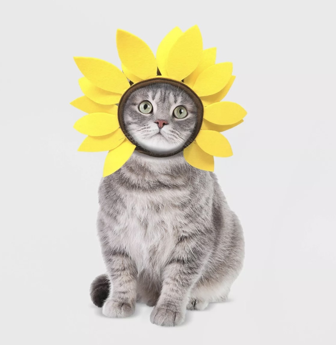 A grey cat is wearing the yellow petal headpiece with brown trim around its face