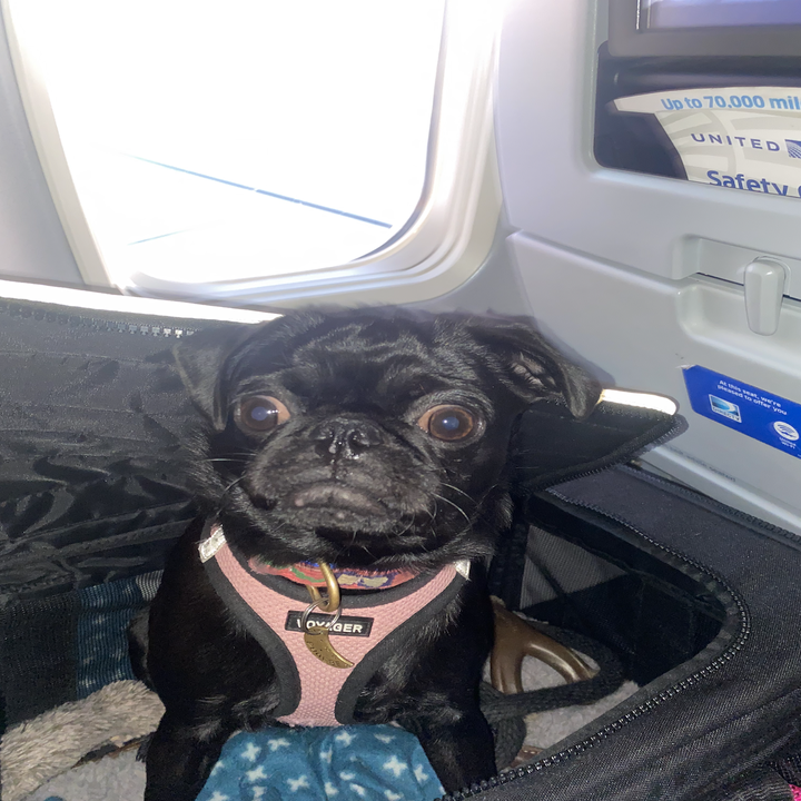 Phoebe in the airplane looking shocked