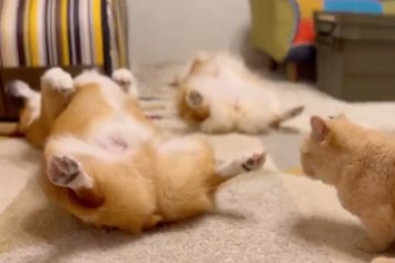 飼い主の対策も虚しく 猫避けでくつろぎまくりな猫ちゃんにびっくり