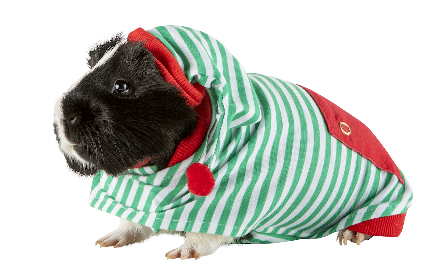 a guinea pig in green, striped onesie