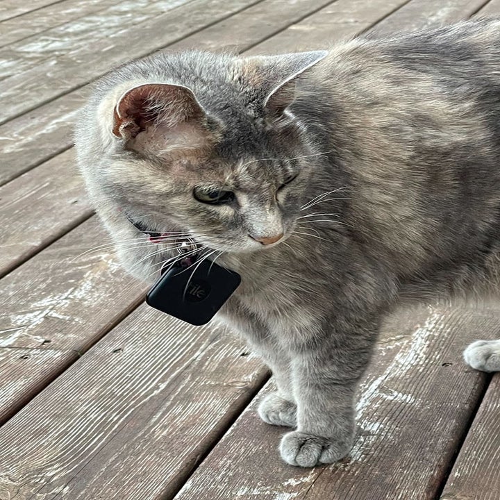reviewer image of a cat wearing the tile tracker around their collar