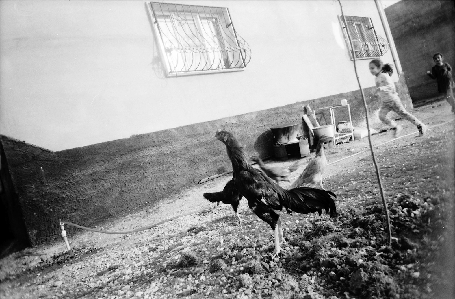 A young girl and boy run through a yard next to a house with chickens in the foreground 