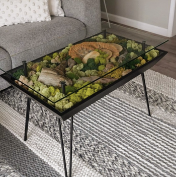 coffee table with plants underneath glass top