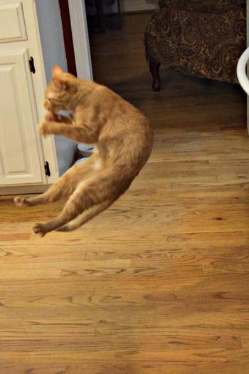 a reviewer photo of the same cat jumping in the air as it reaches for the toy