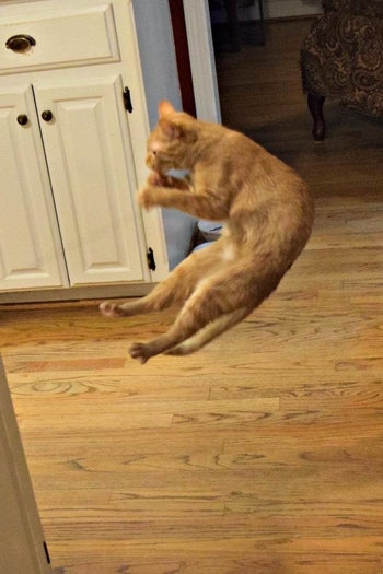a reviewer photo of the same cat jumping in the air as it reaches for the toy