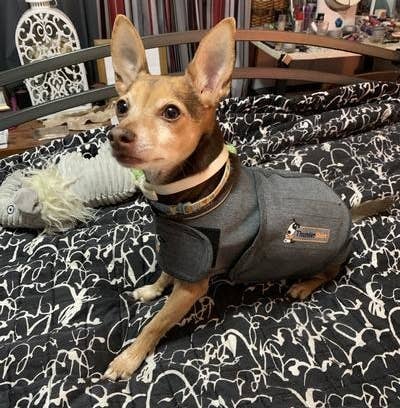 Reviewer's photo of a dog wearing the ThunderShirt