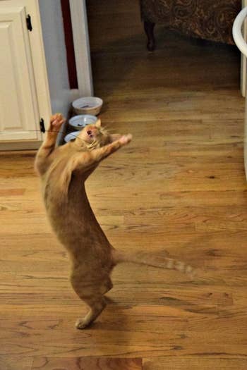 a reviewer's cat on its hind legs reaching for the toy