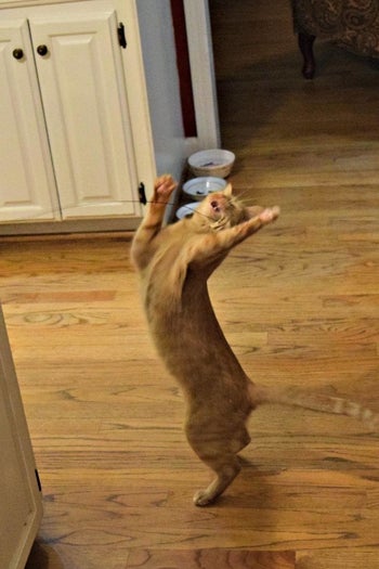a reviewer photo of a cat on its hind legs reaching for the toy