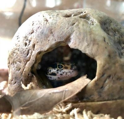Reviewer's photo of a gecko in the gecko cave