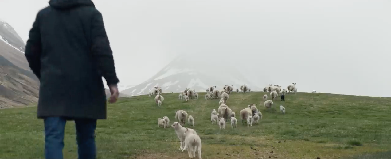 A man herding his sheep through a field with giant snow capped mountains in the distance