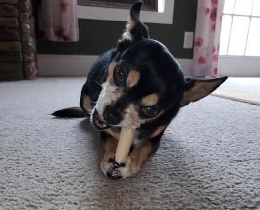 Reviewer&#x27;s photo of a dog chewing on the chew stick