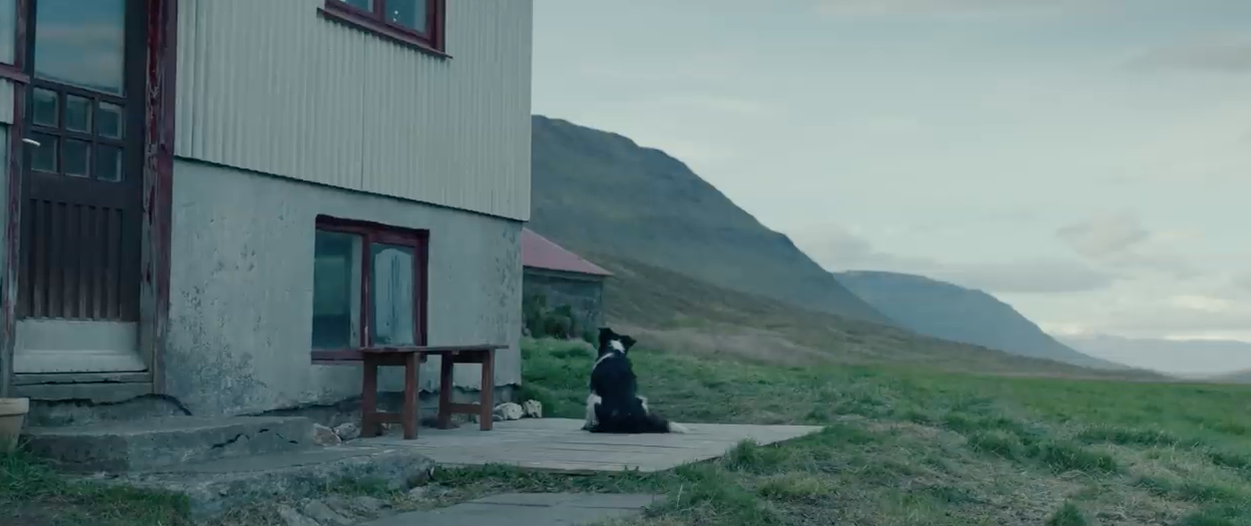 A border collie sitting on a stoop looking confused