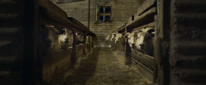 A group of sheep in an old barn at night