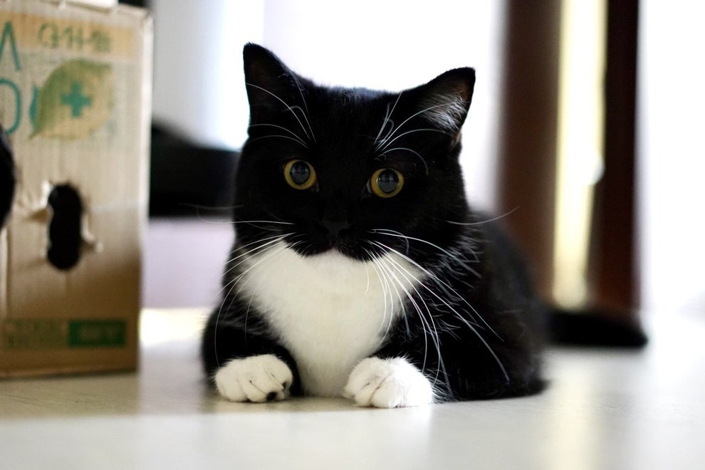 まんまるおめめ とってもかわいい 楽しそうなネッコに癒される人が続出だにゃ