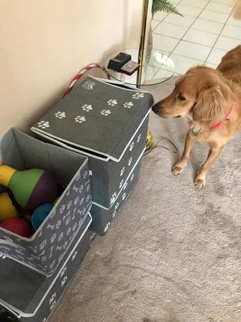 Golden retriever staring at gray box with white paw prints and bones it