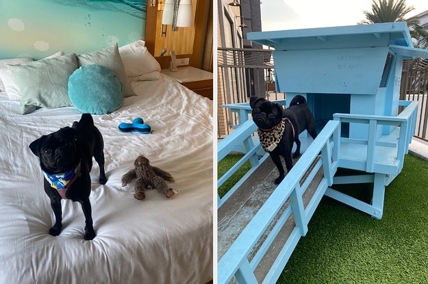 A pug on a hotel bed, and on a mini-lifeguard shack