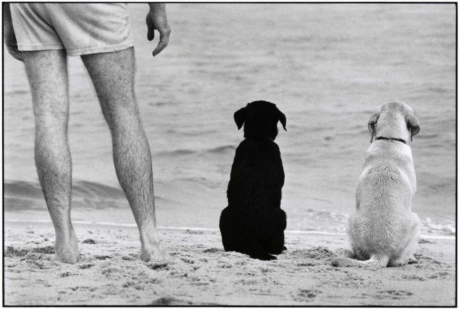 Candid view of two dogs and a person standing on the beach looking at the water