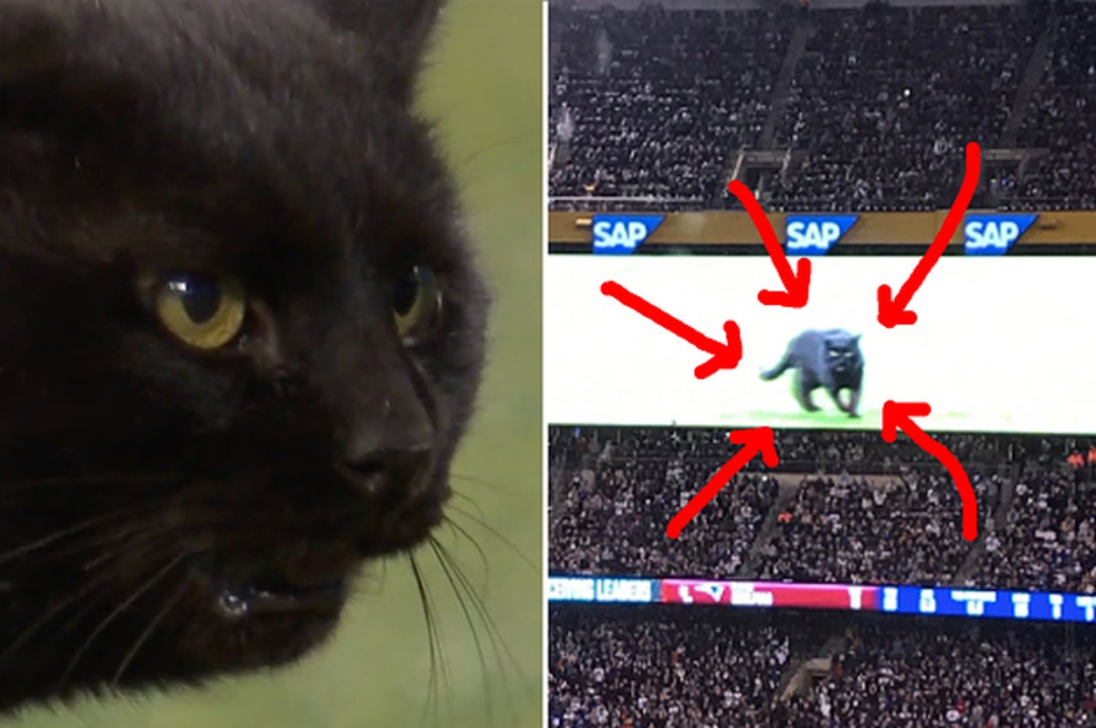 Reddit User Discovers Monday Night Football Cat Cursed All Feline NFL Teams