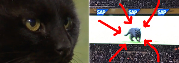 NFL: Black cat that stormed football pitch in the US is still on the run, Offbeat News