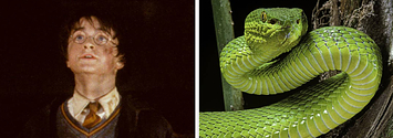 There's officially a snake named after Salazar Slytherin now