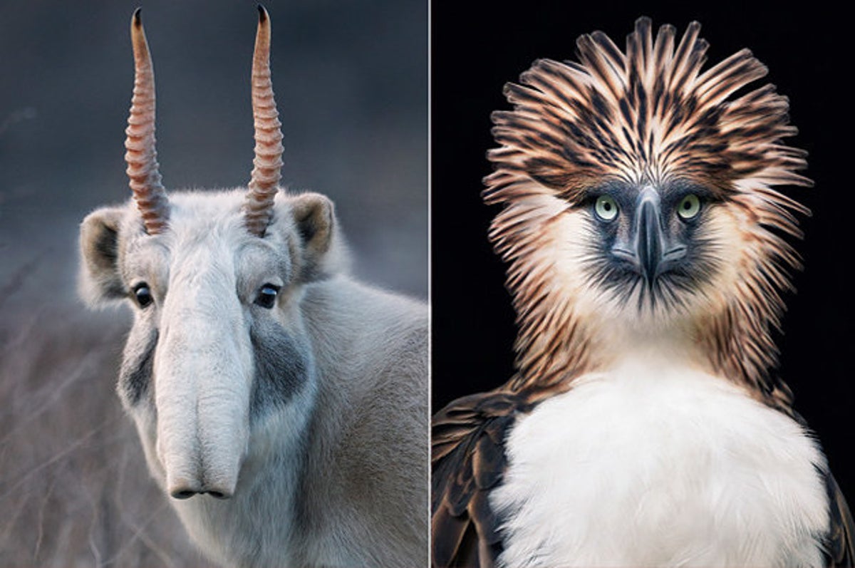 A Photographer Spent Two Years Photographing Animals That May Soon Be  Extinct