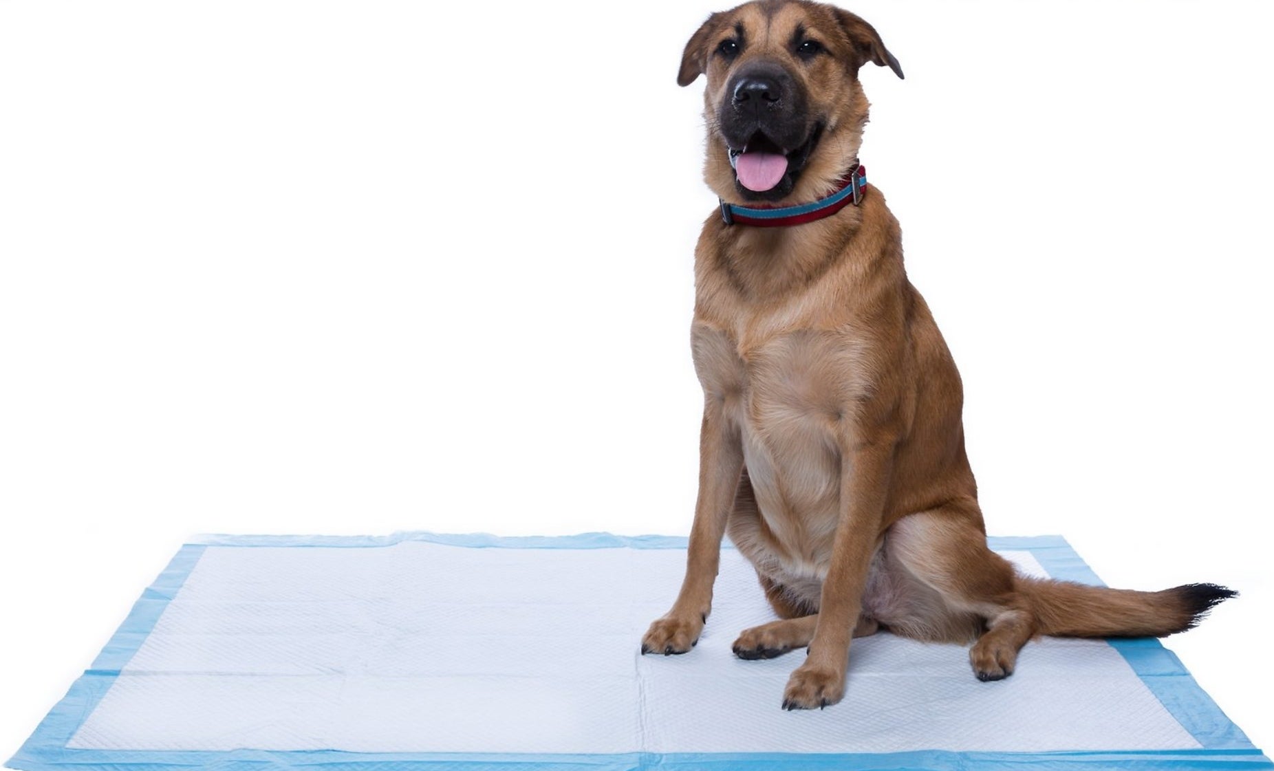 A large brown dog on blue potty pad