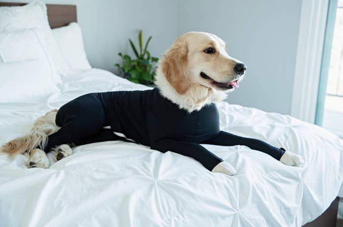 A large dog in a black bodysuit