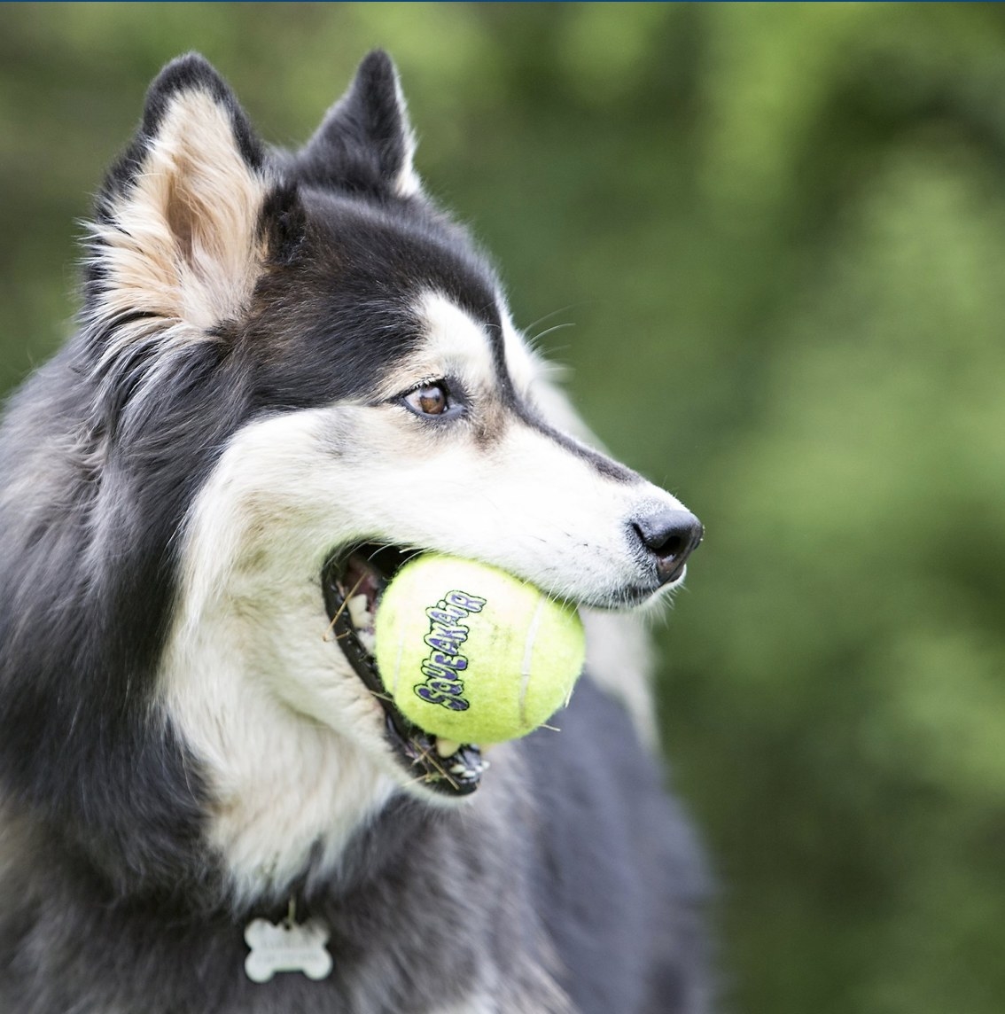 A gray and white dog with a yellow ball in its mouth