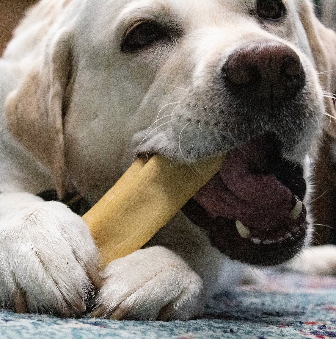 A yellow dog eating a yellow treat