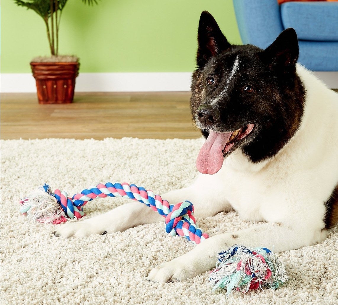 Large brown and white dog with a colorful rope toy