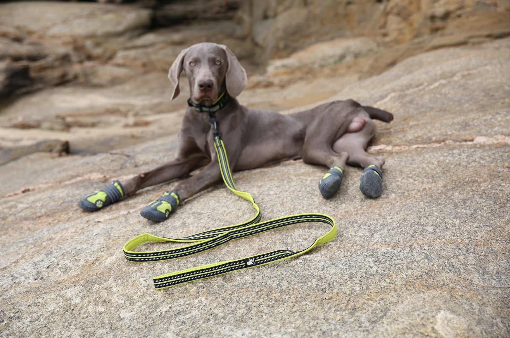 A brown dog with a green leash