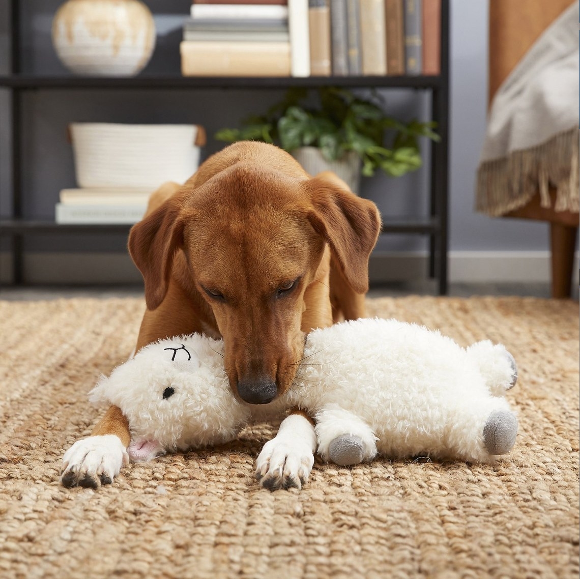 A brown dog chewing on a white llama toy