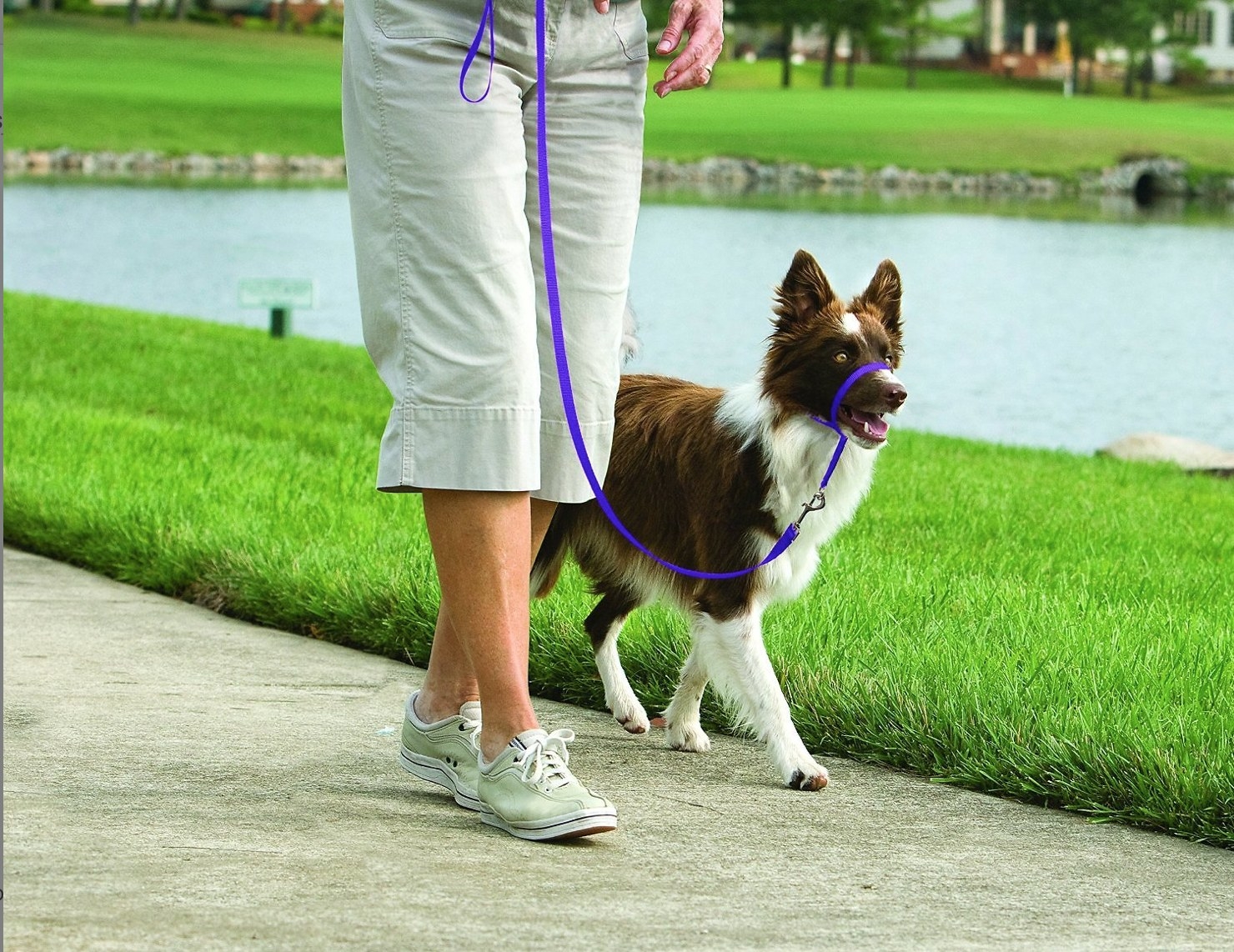 A medium brown and white dog with purple headcollar in park