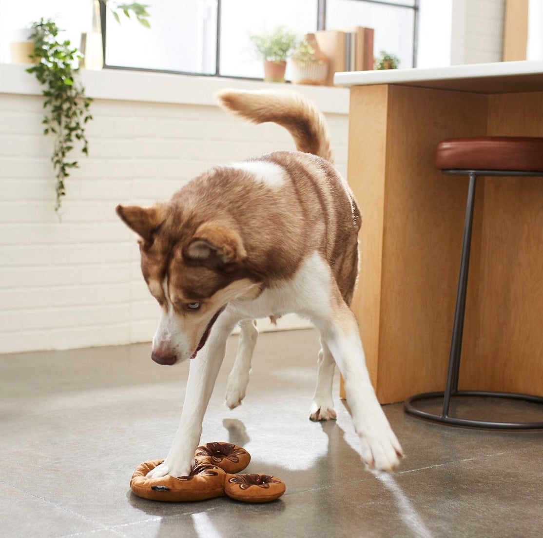 A large brown and white dog playing with a brown toy