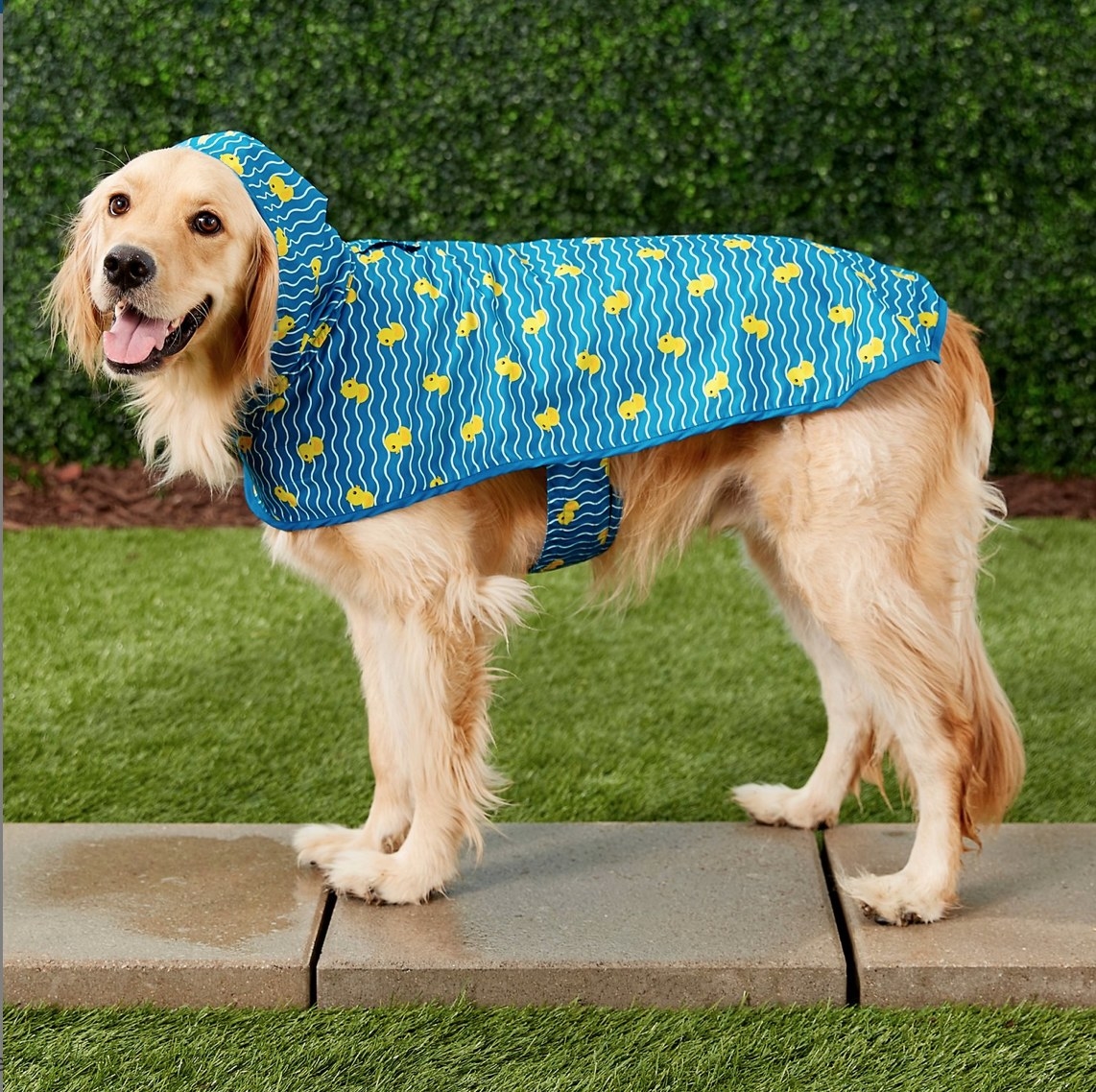 A yellow dog wearing a blue and yellow coat with hood