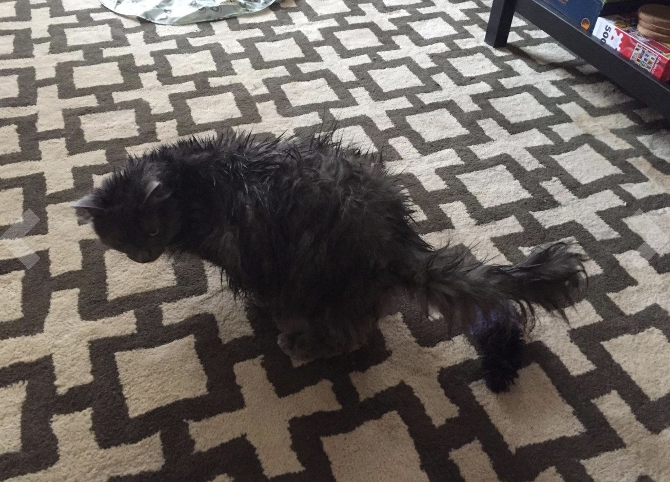Wet black cat after waterless bath on carpet