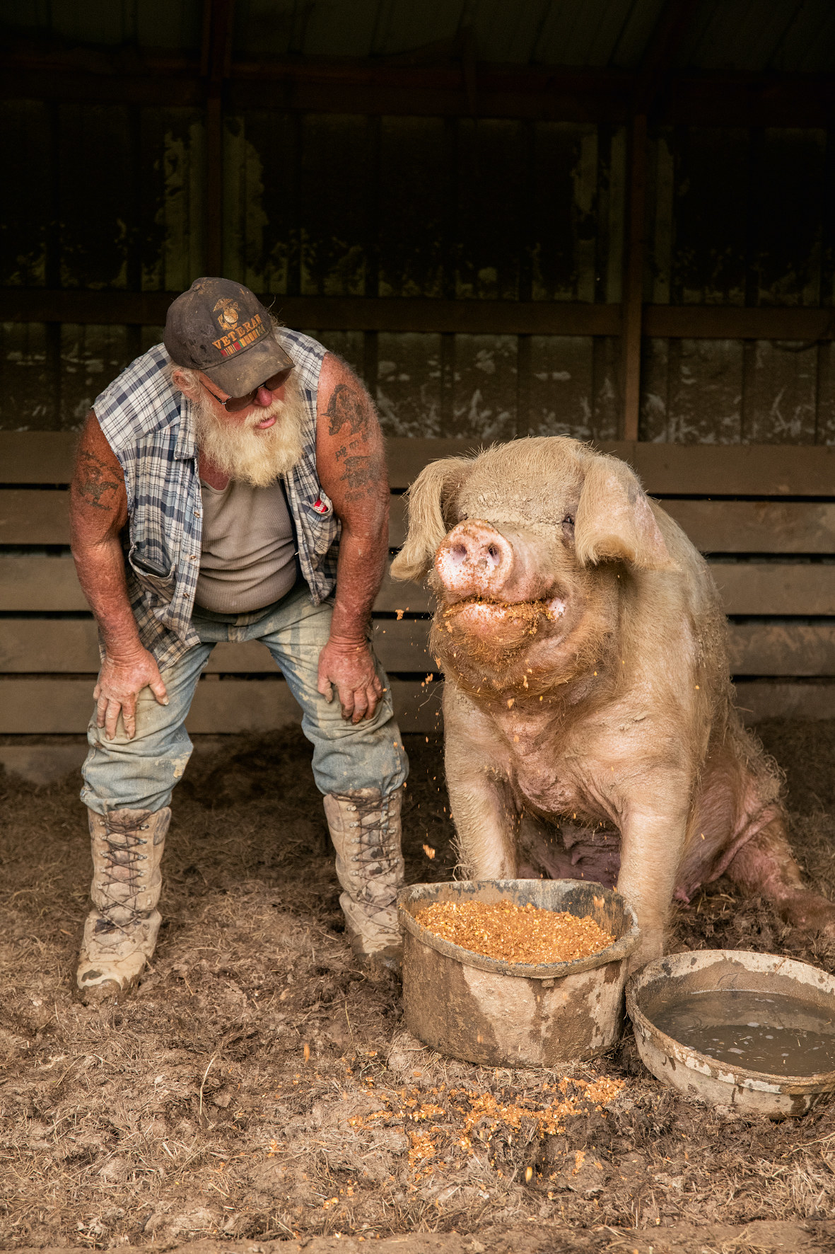 a man bends down to watch a large pig as it eats