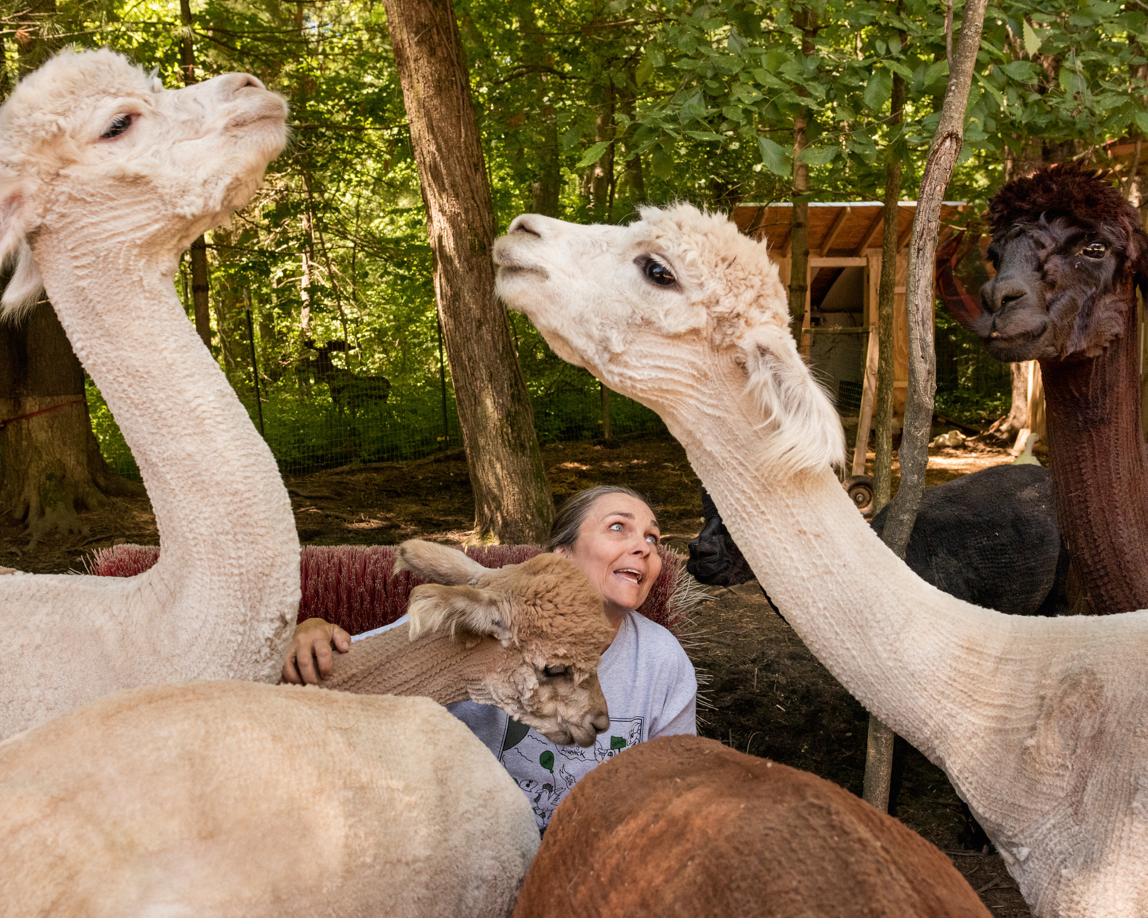 a woman strokes an alpaca as two other alpacas look at each other