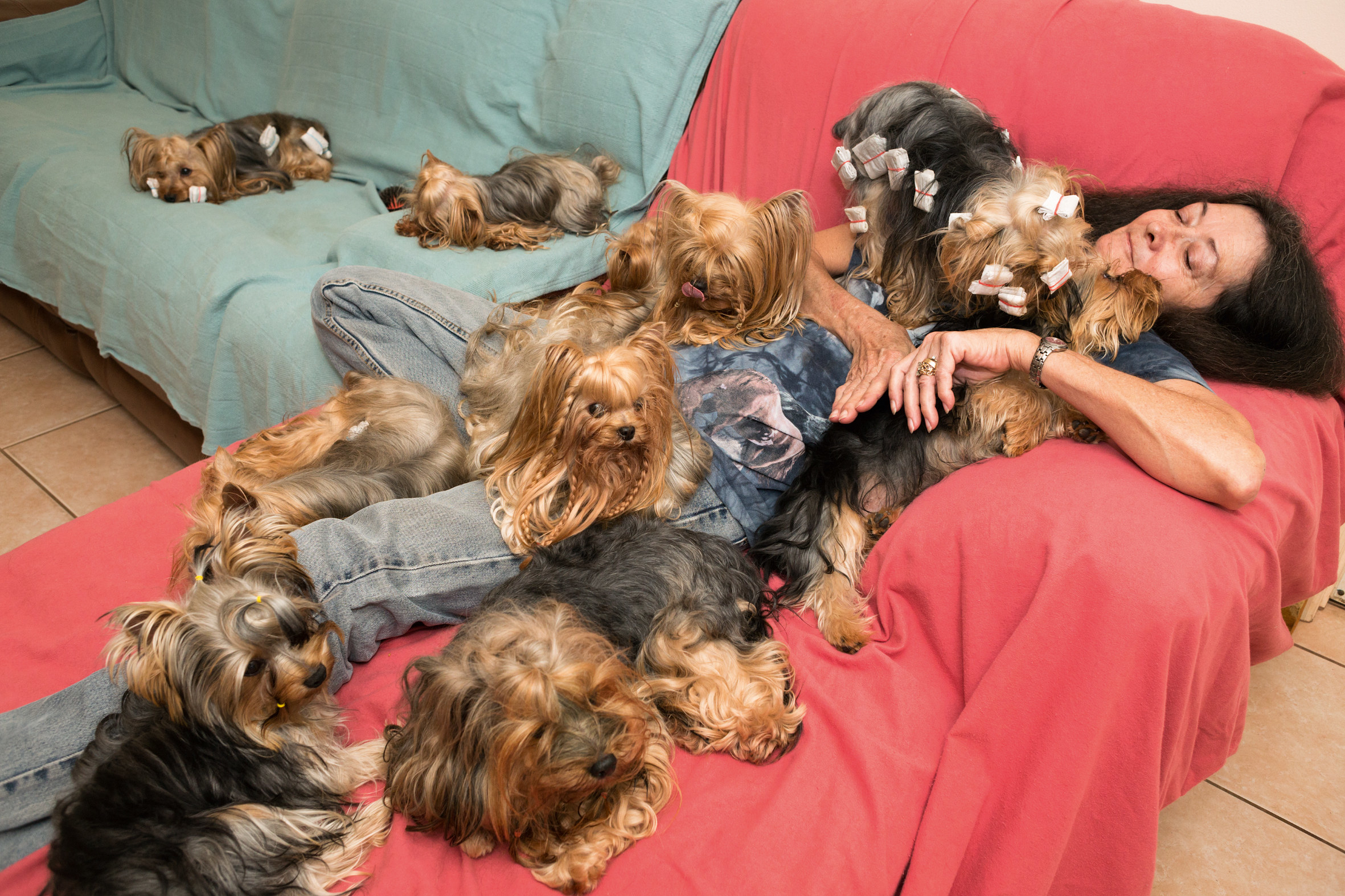 at least 11 Yorkshire terriers cuddle in a heap with a woman on a couch