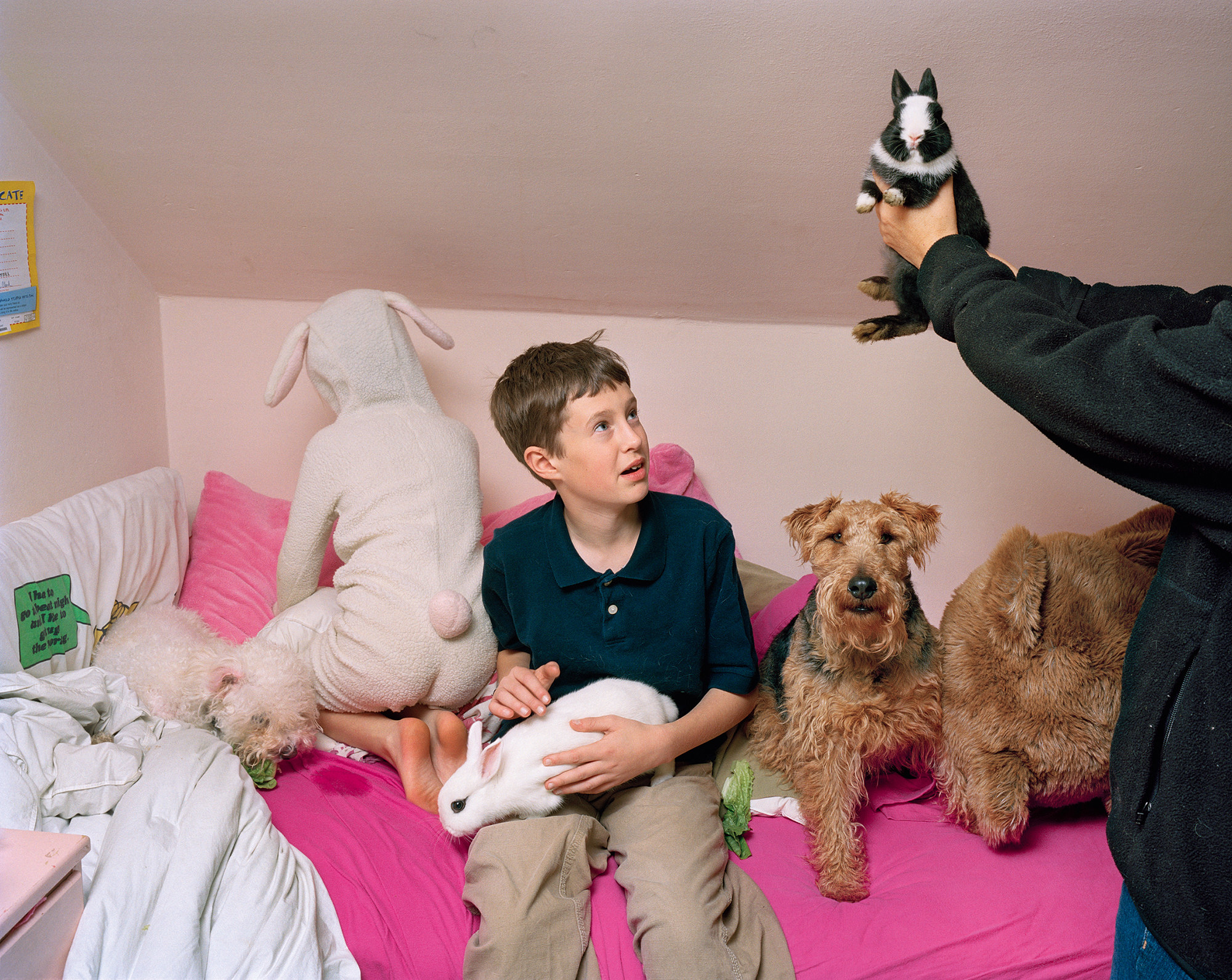 A child dressed in a bunny costume plays on a bed with a child in regular clothes who is holding a rabbit, along with two dogs; a person just out of frame holds another rabbit