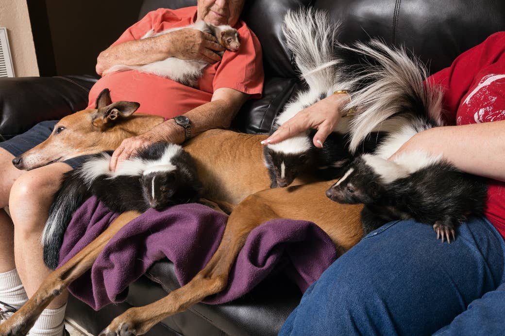 Three skunks, a large dog, and a ferret cuddle with two people on a living room couch