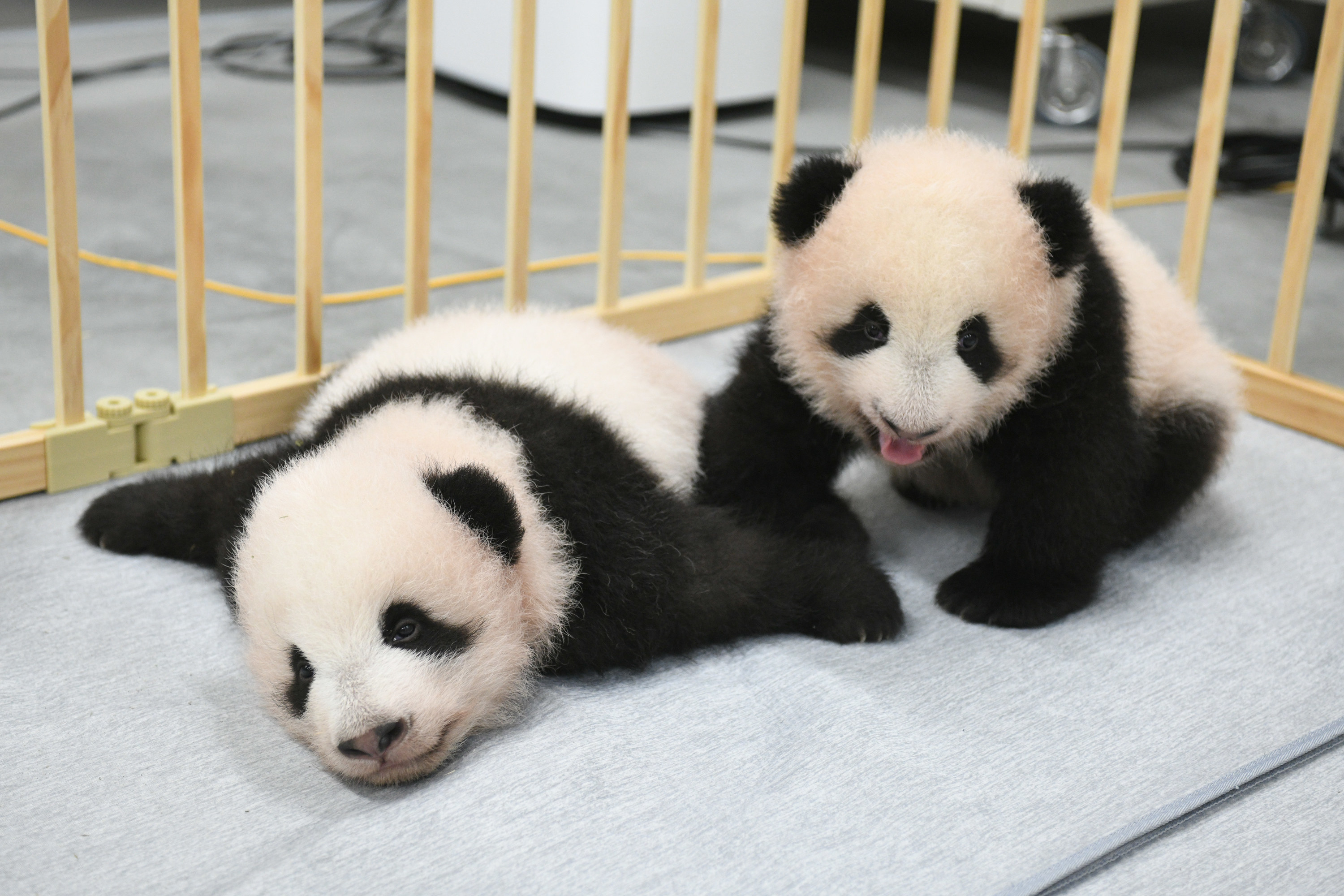 上野動物園 シャオシャオ レイレイほんとの大きさパンダの仔 暁暁 蕾蕾ぬいぐるみ - ぬいぐるみ