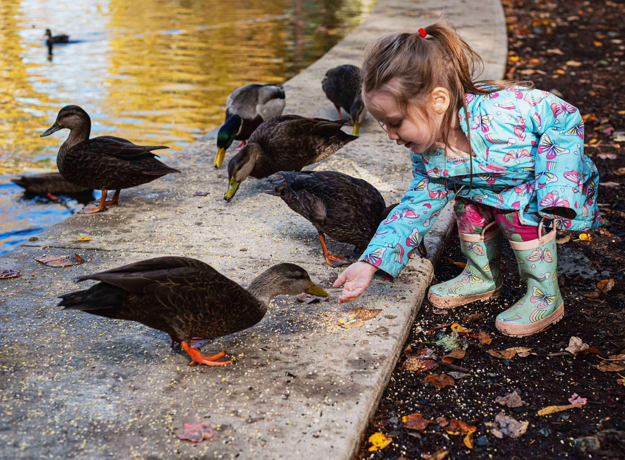 A little girl feeding ducks at a pond