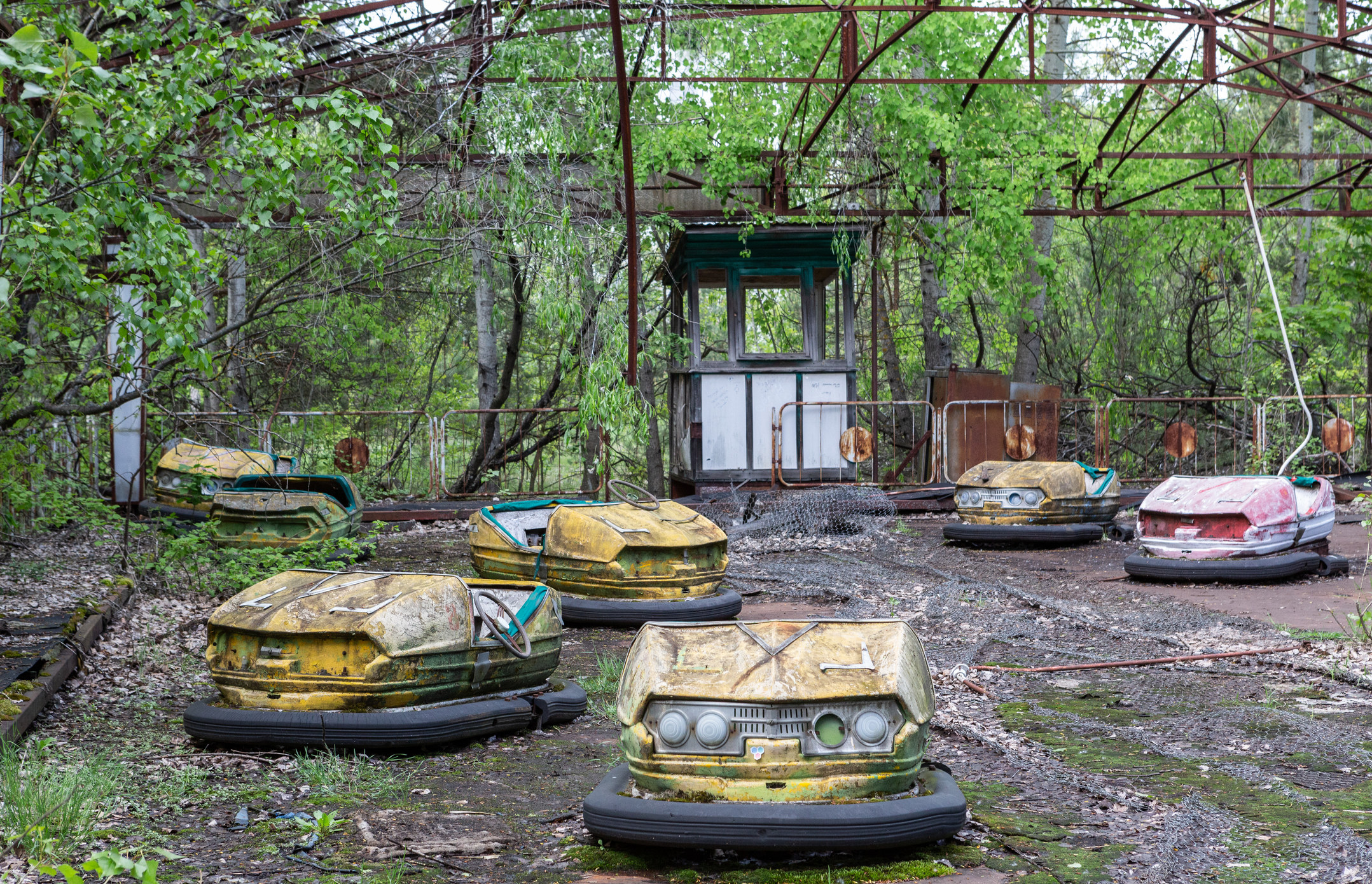 rusted bumper cars with overgrown trees growing into the area