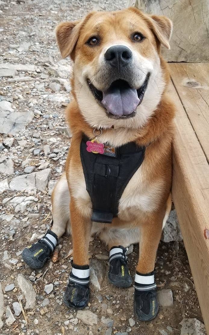 A reviewer&#x27;s dog sitting on the ground outside wearing four black dog boots