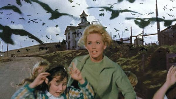 And this is Tippi Hedren as Melanie Daniels: