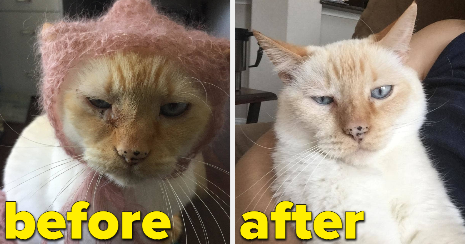 22 Amazing Amazon Pet Product Before-And-After Photos