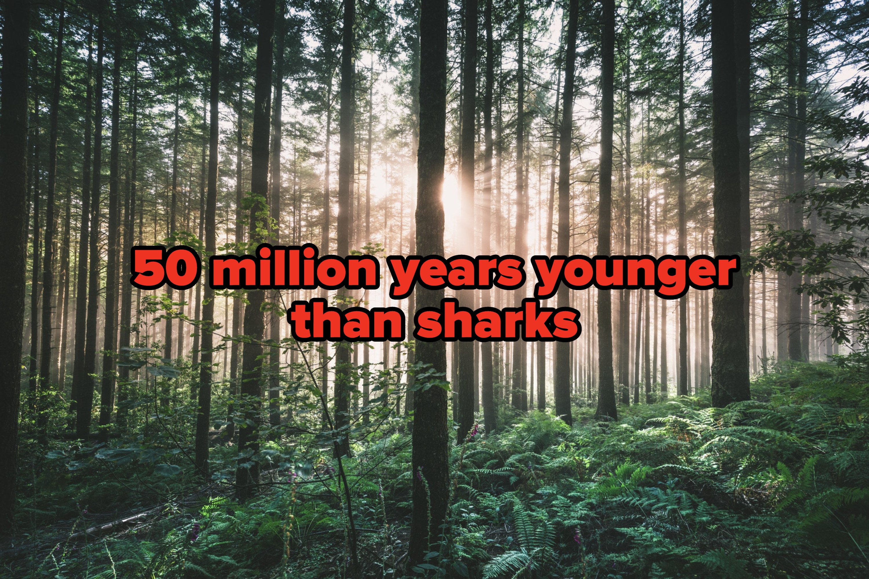 50 million years younger than sharks written over a forest