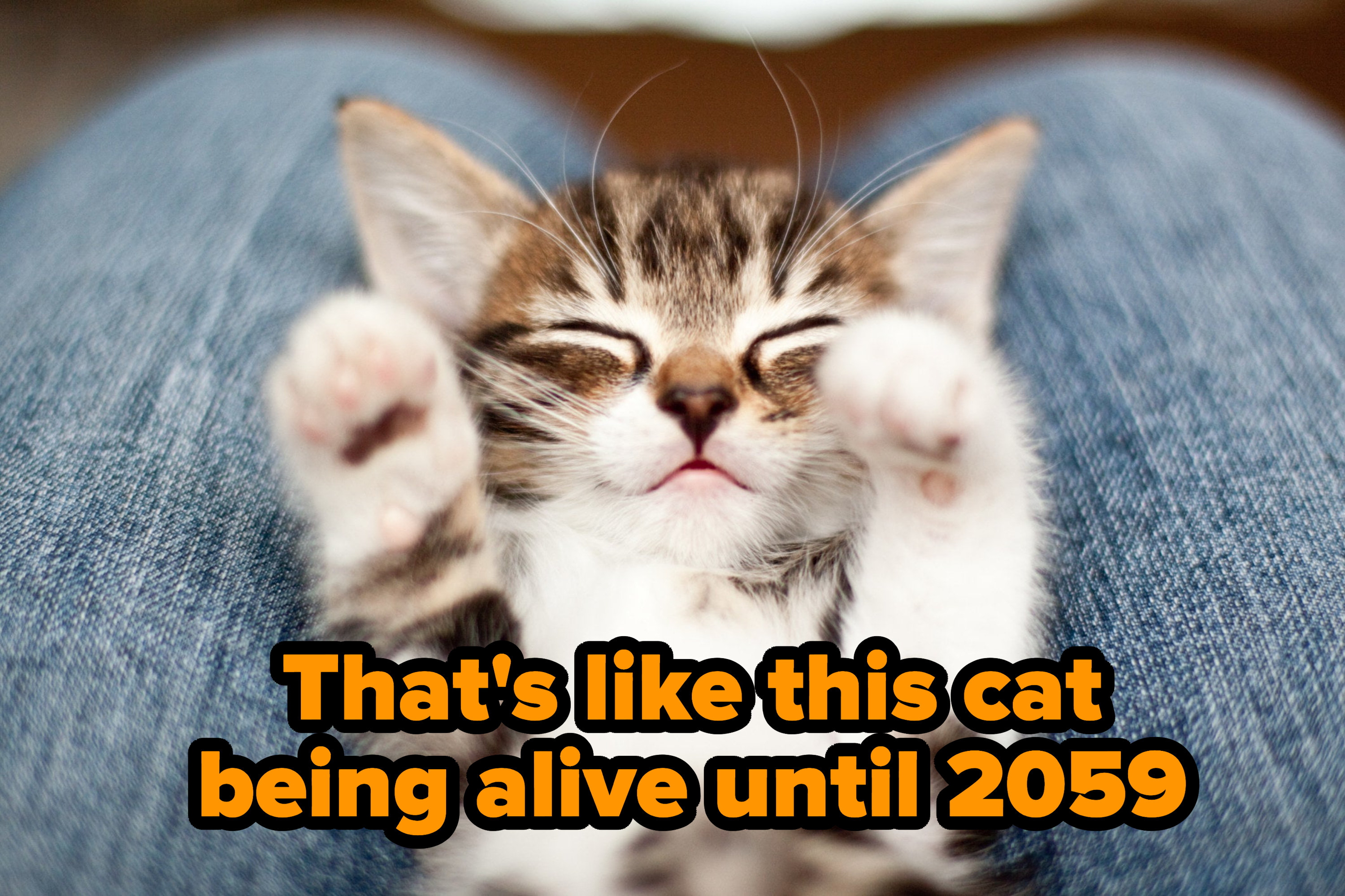 Written over a kitten on someone&#x27;s lap: &quot;That&#x27;s like this cat being alive until 2059&quot;