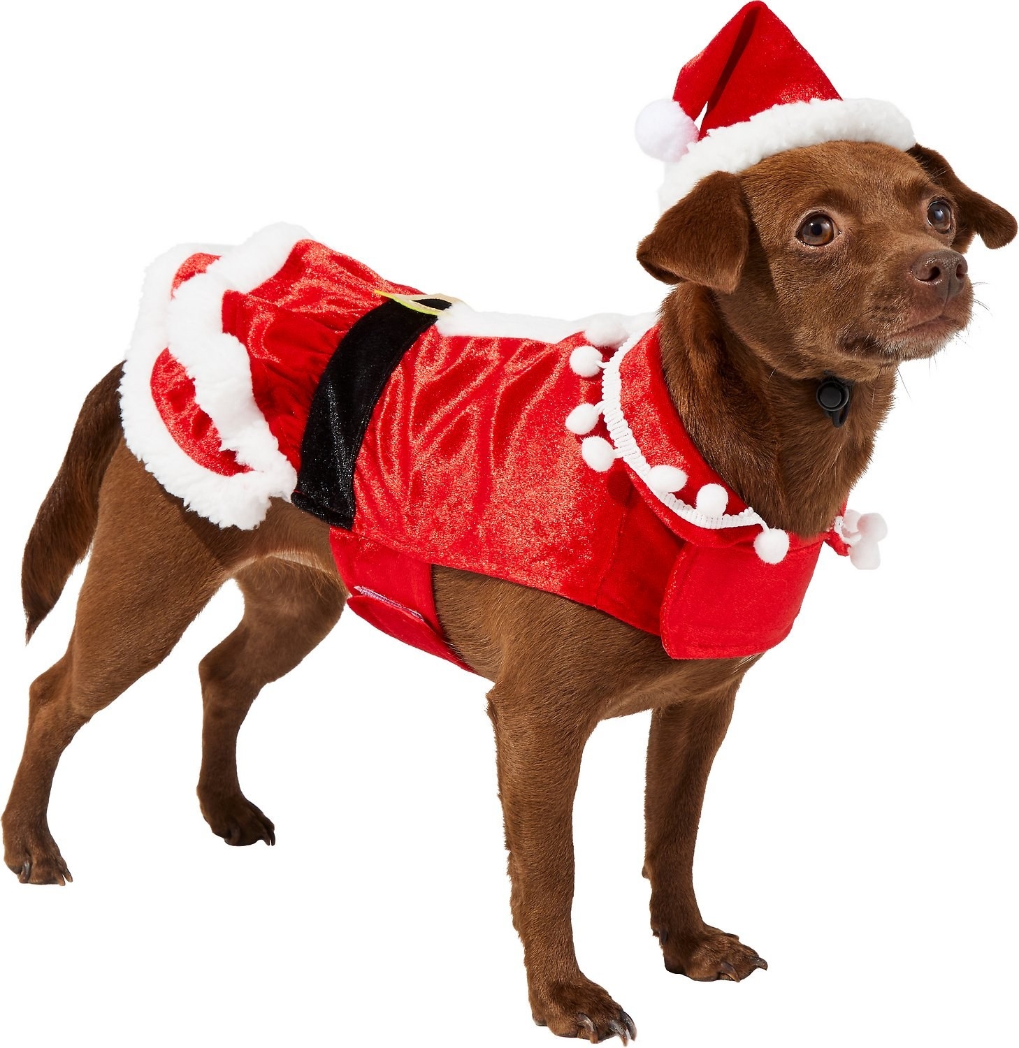 A dog in a Mrs. Claus costume.